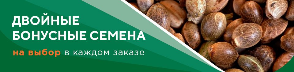 двойные семена конопли