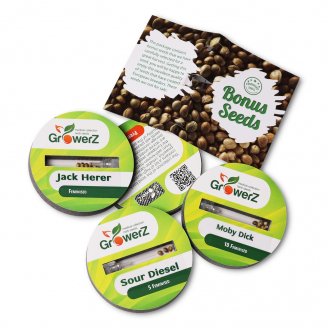 Northern Lights Fem.