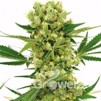 Amnesia Haze Auto Fem.