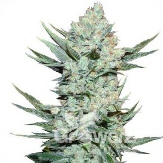 Tangie'matic Auto Fem.