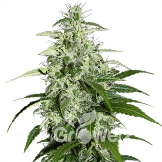 Kalashnikova Auto Fem.