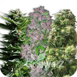 Sativa Mix #1 Auto Fem.