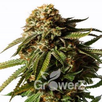 Royal Gorilla Auto Fem.