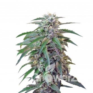 Green Poison Auto Fem.