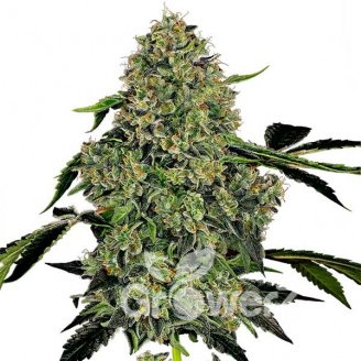 Killer Kush Auto Fem.