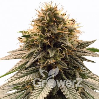 Strawberry Pie Auto Fem.