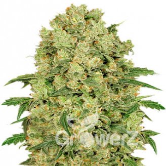 Kosher Cake Auto Fem.