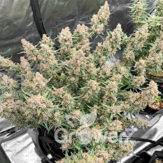 Godzilla Cookies Auto Fem.