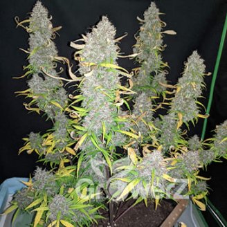 Shiskaberry Auto Fem.