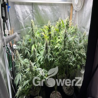 Tropico Cookies Auto Fem.