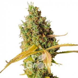 Orange Creampop Fem.