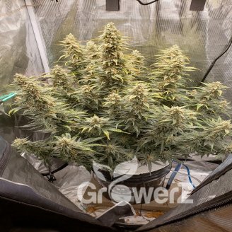 Gorilla Berry Auto Fem.