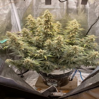 Gorilla Berry Auto Fem.