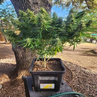 Hellfire OG Auto Fem.