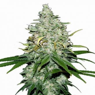 Купить семена марихуаны Fat Bastard Auto Fem.