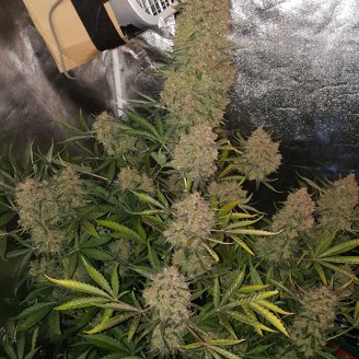 Fat Bastard Auto Fem.