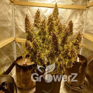 Plushberry Auto Fem.