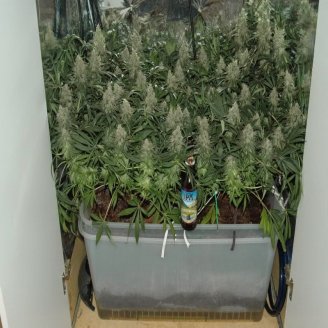 Plushberry Auto Fem.