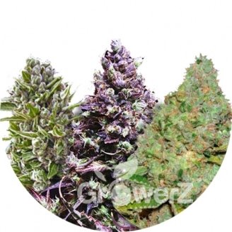 Indica Mix #1 Auto Fem.