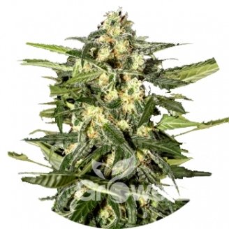 Jack Herer Auto Fem.